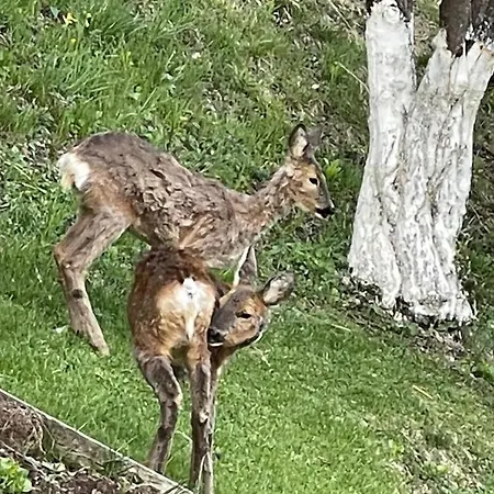 In Montagna